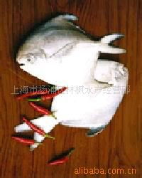 冷冻粗加工水产品 批发与价格全解析