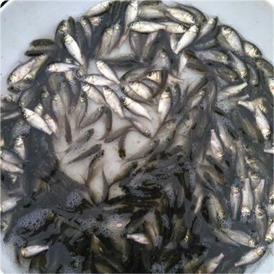 港兴水产批发 长江鲫鱼苗与中科三号的价格优势解析
