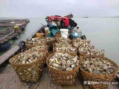 南昌生蚝批发价格与生蚝养殖基地日用百货销售