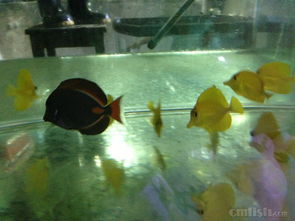 青岛鑫源美水族2月20日新到大量进口海水生物，推荐澳洲珊瑚与夏威夷人工五爪贝