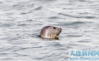 2025年海产市场年度总结 高端价格待涨，中端冻品需求向好，渠道下沉与新零售赋能全链条转型